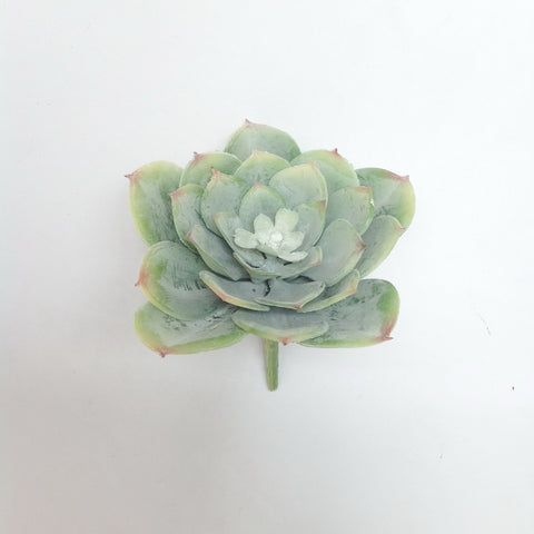 4.5"D PL. HEN SUCCULENT PICK