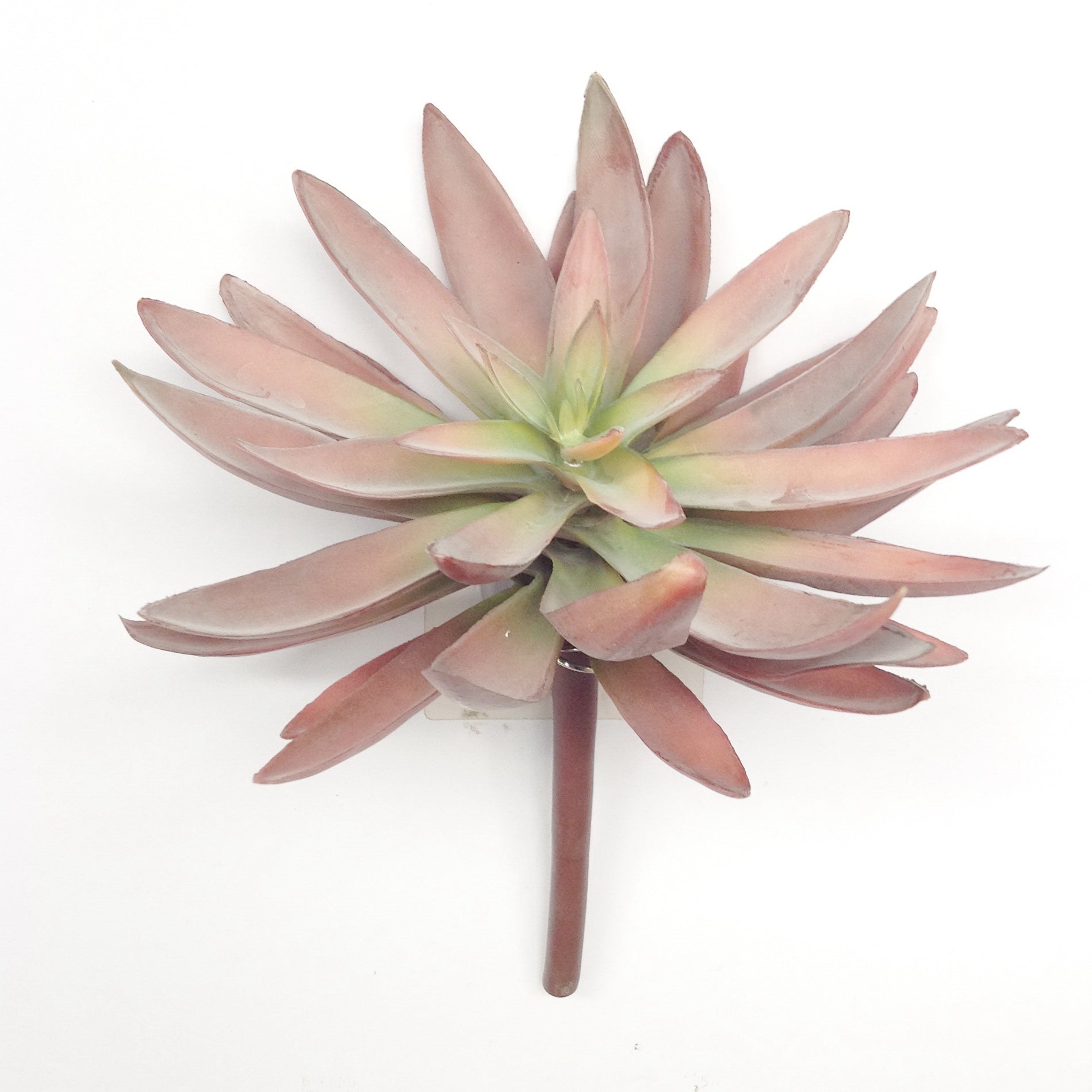 6.5" LOTUS SUCCULENT PICK