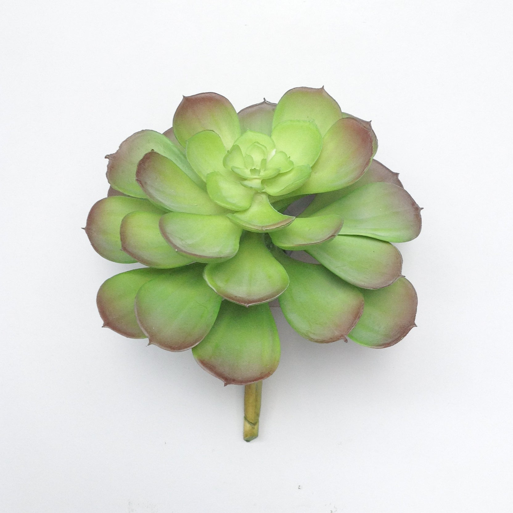 6" HEN & CHICKEN SUCCULENT PICK