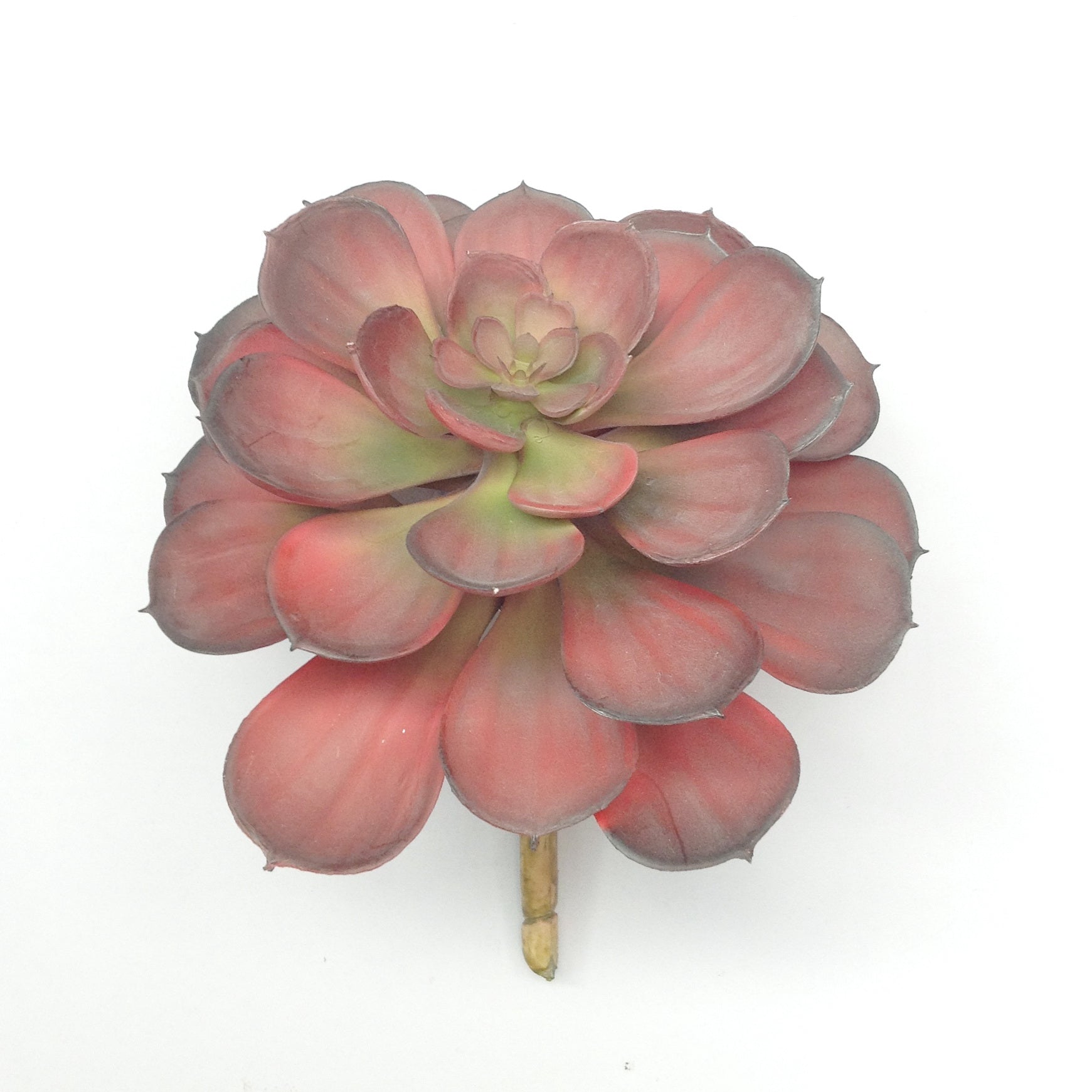 6" HEN & CHICKEN SUCCULENT PICK