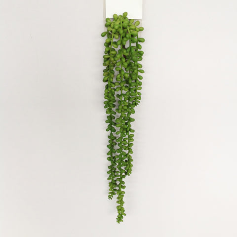 29"L PE STRING OF PEARLS SUCCULENT X 5