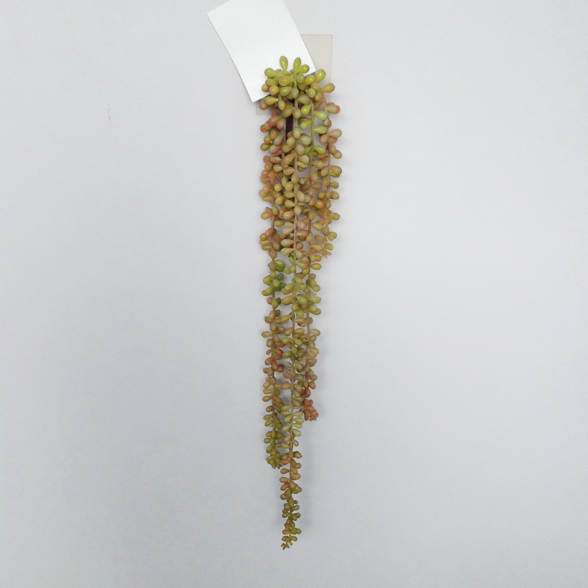 29"L PE STRING OF PEARLS SUCCULENT X 5