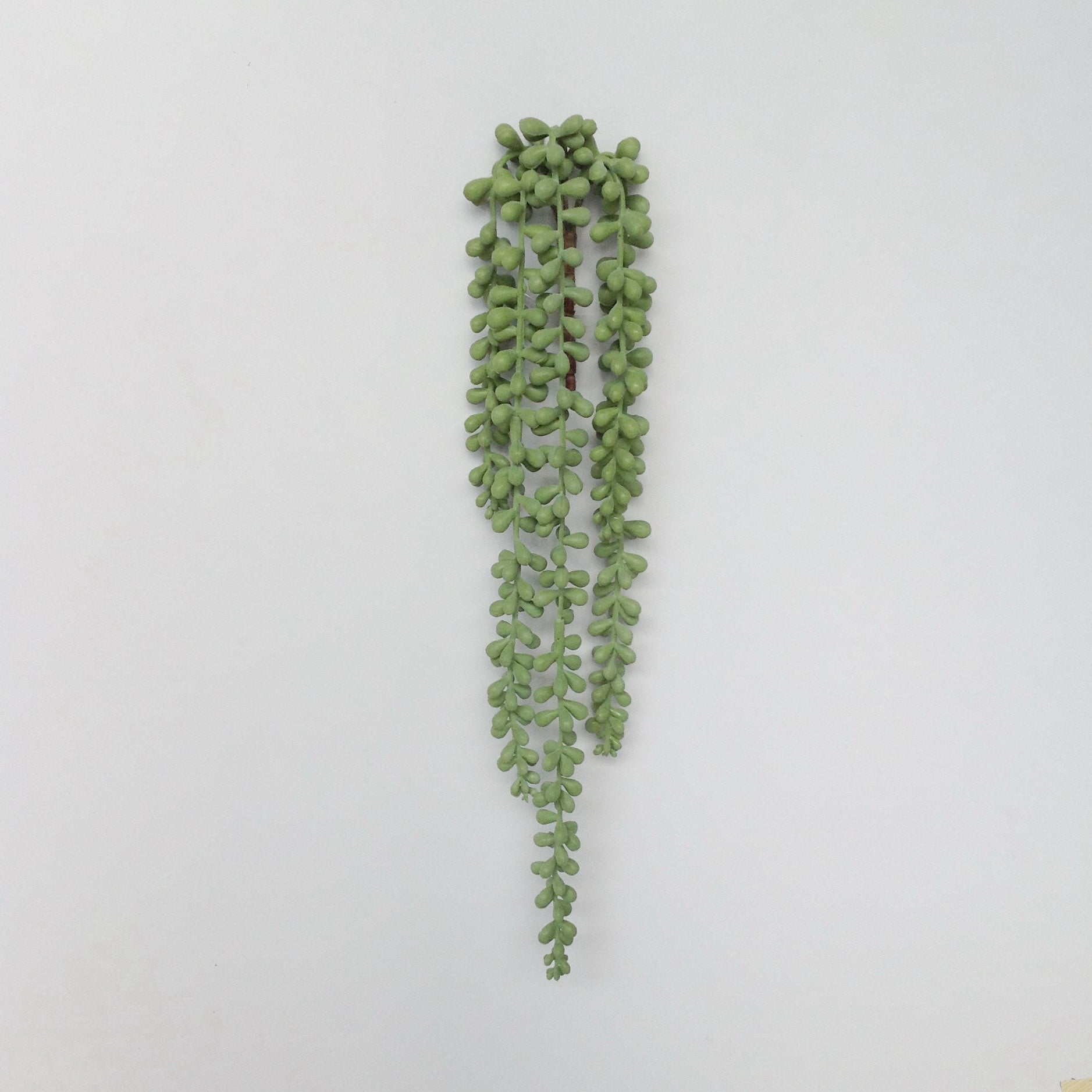 19" STRING PEARL SUCCULENT