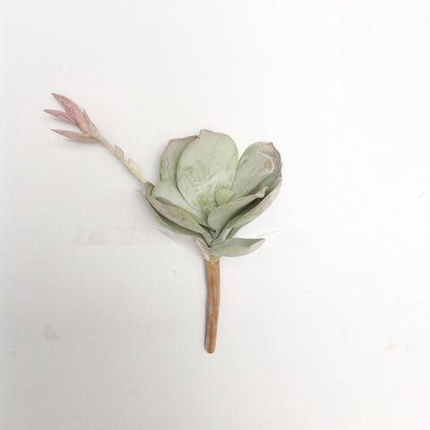 8" SUCCULENT W/BUD PICK