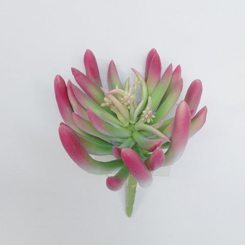 6.5" FINGER SUCCULENT