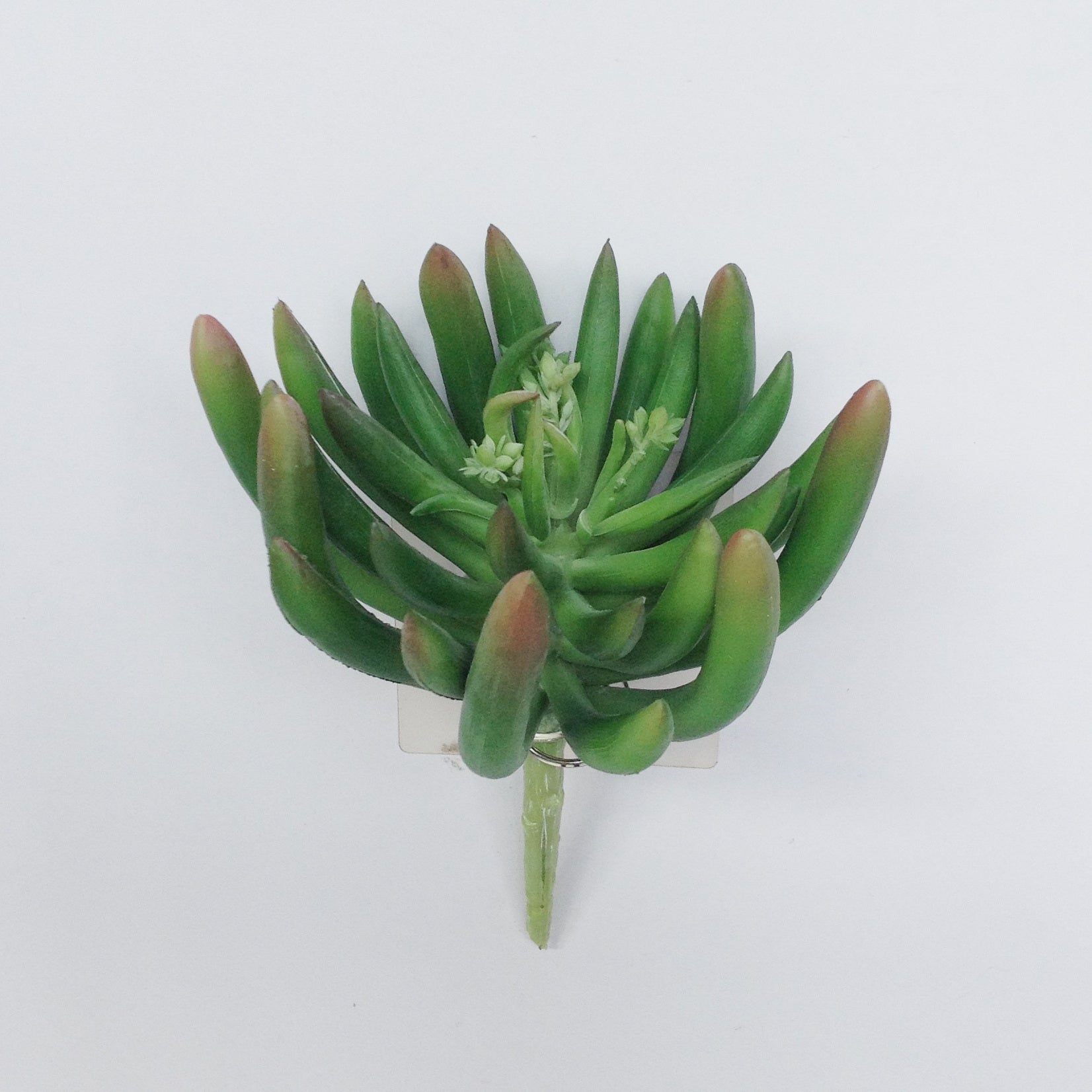 6.5" FINGER SUCCULENT