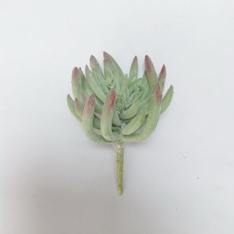 6.5" FINGER SUCCULENT