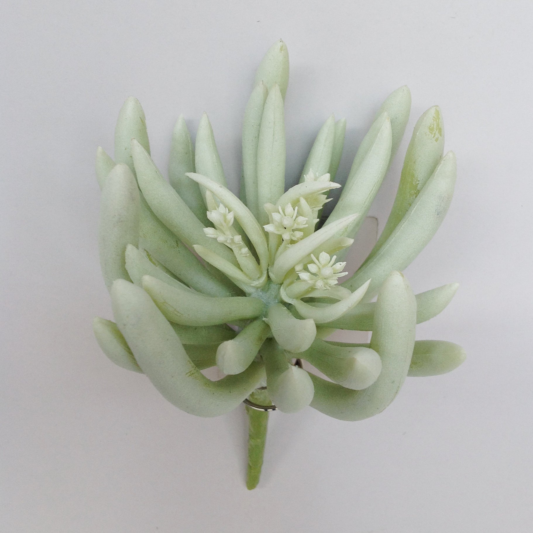 6.5" FINGER SUCCULENT