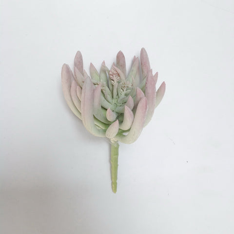 6.5" FINGER SUCCULENT