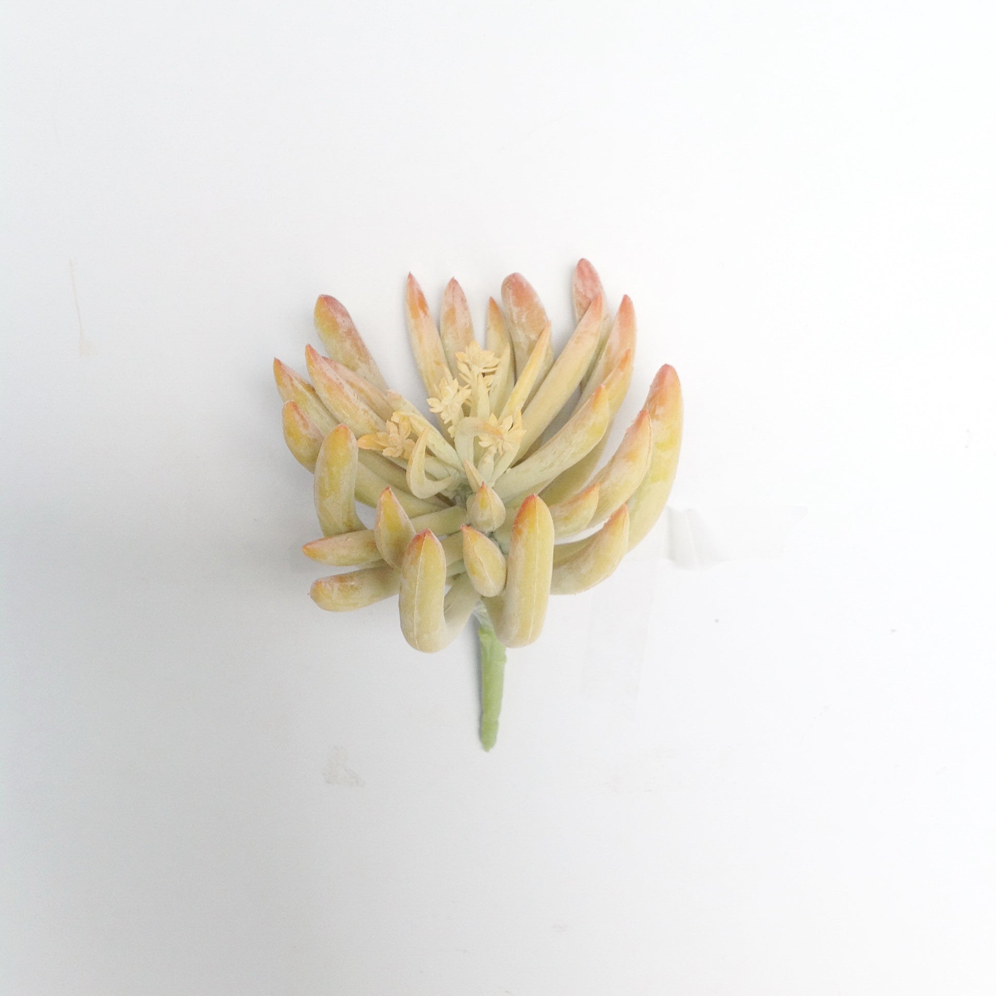 6.5" FINGER SUCCULENT