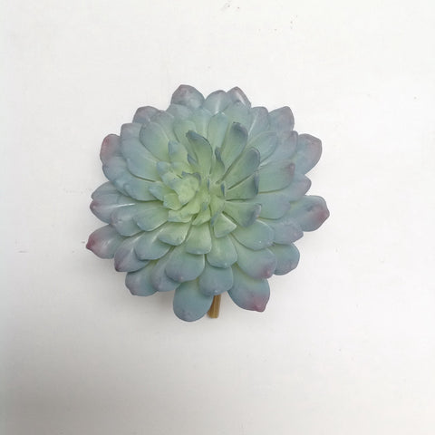 5" ECHEVERIA PLANT PICK