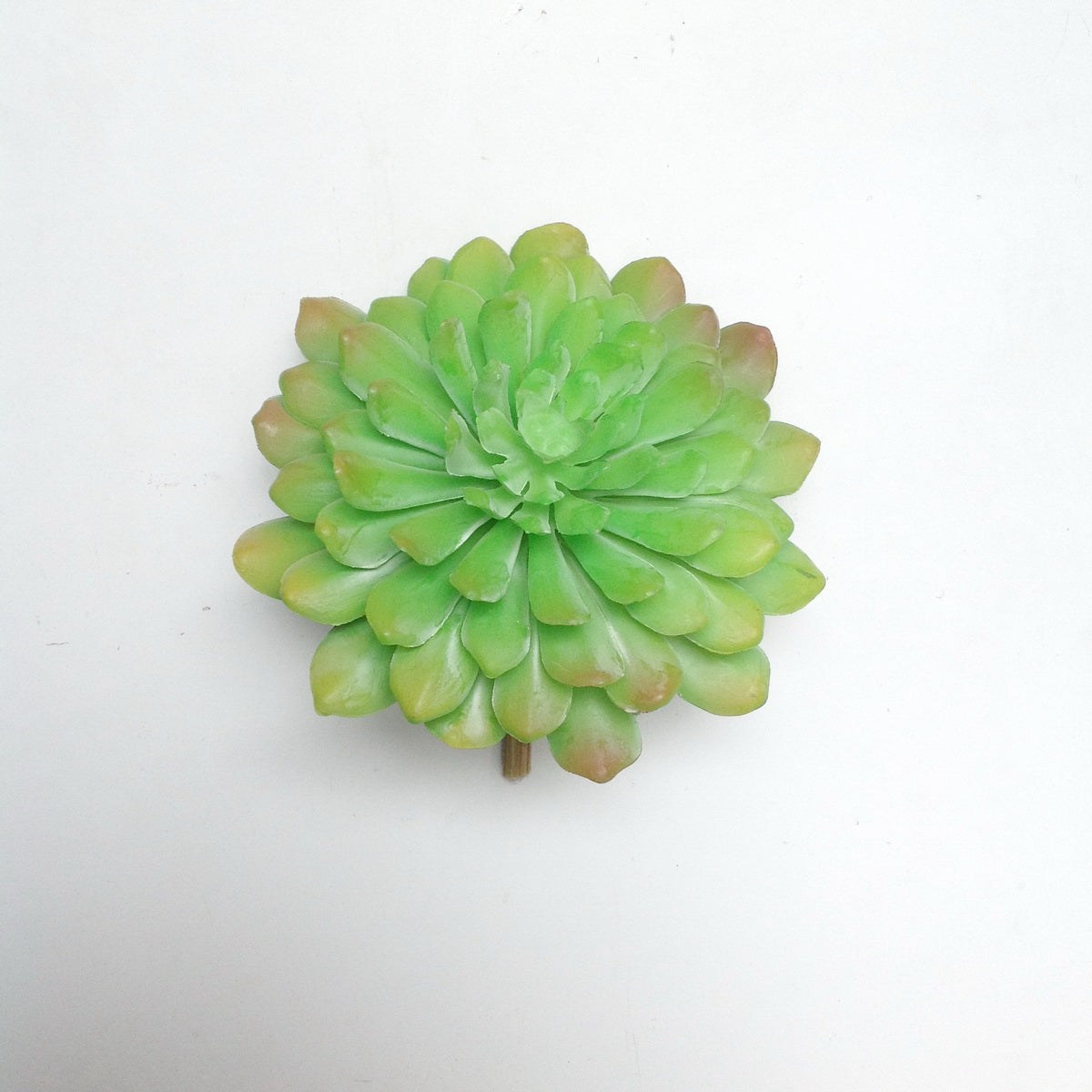 5" ECHEVERIA PLANT PICK