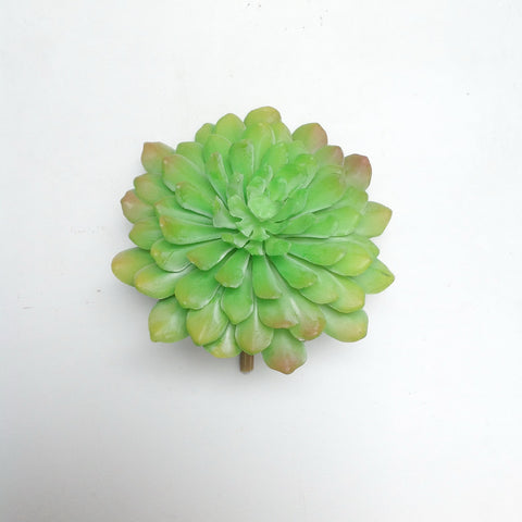 5" ECHEVERIA PLANT PICK