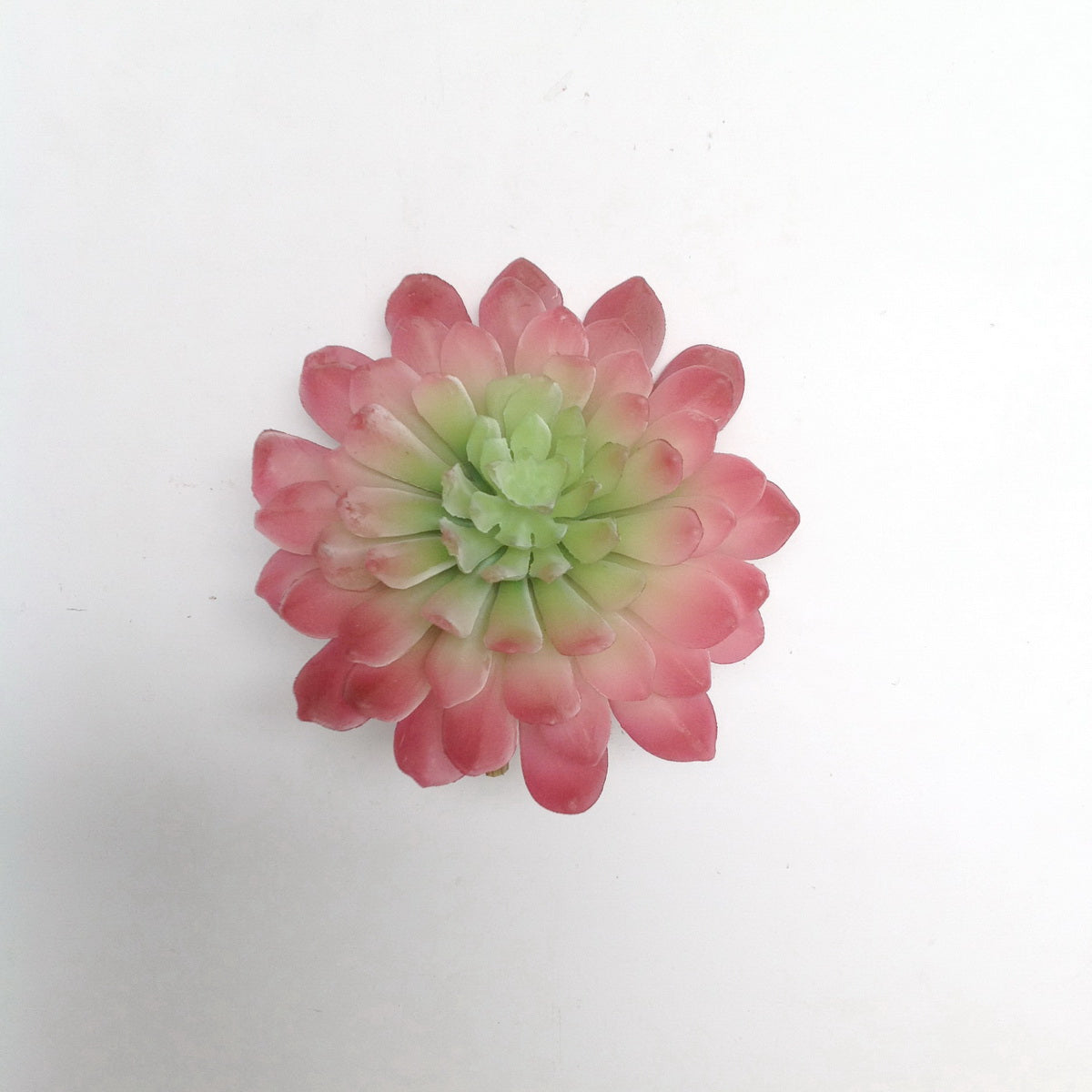 5" ECHEVERIA PLANT PICK