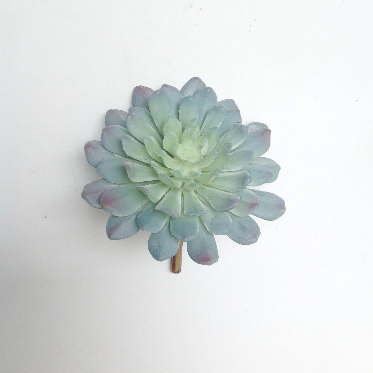 5" ECHEVERIA PLANT PICK